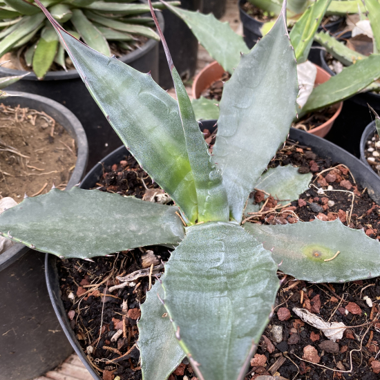 Agave  salmiana