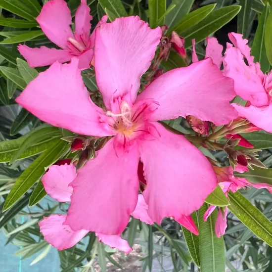 laurier rose 'Lisa' (Nerium oleander) — gros plan sur grandes fleurs roses ouvertes
