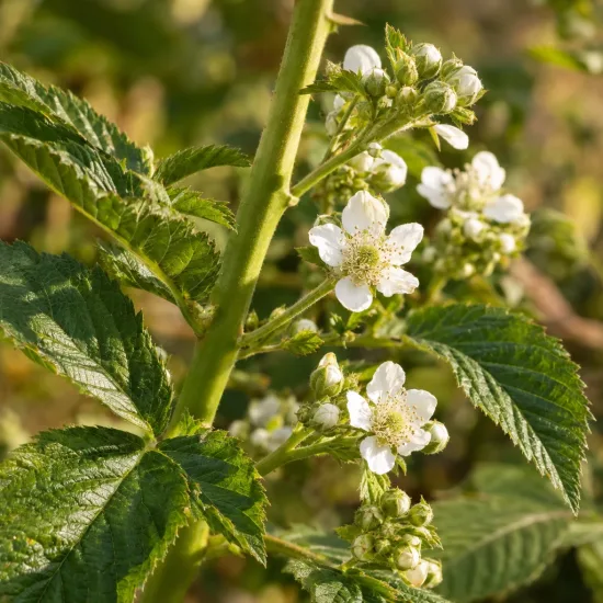 Murier 'Lochness' (Rubus fruticosus) — grappes de petites fleurs blanches et boutons · Photo d'illustration
