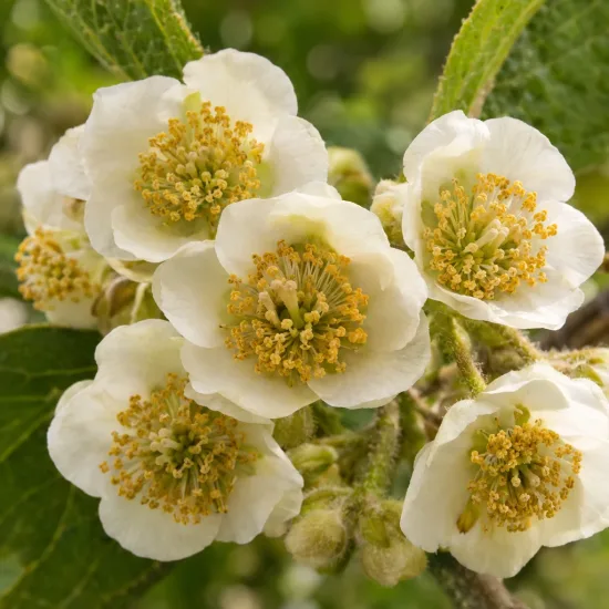 Kiwi 'Male' (Actinidia) — gros plan sur grappes de fleurs blanches