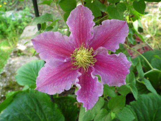 Clématite 'Sibyl'