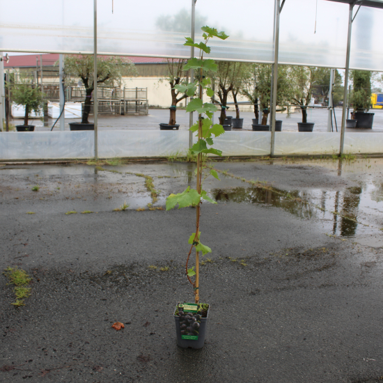 Vigne 'De table muscat de hambourg'