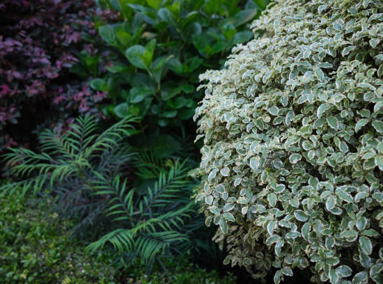 Pittospore 'Irene paterson'