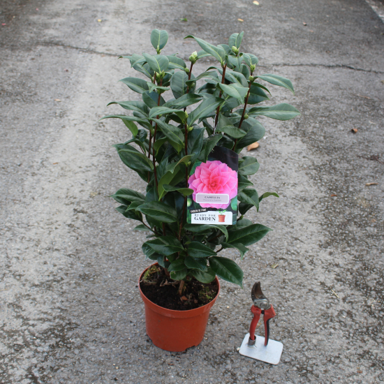 Camélia du japon 'Nuccio s cameo rose'