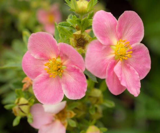 Potentille 'Lovely pink'
