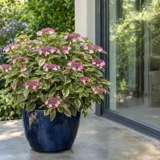Hortensia japonais 'Euphoria pink' (Hydrangea serrata) — arbuste fleuri en pot sur terrasse moderne