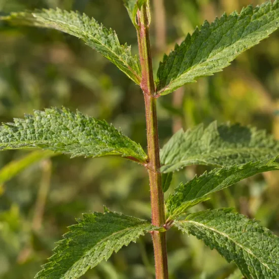 Verveine hastée 'White spires' (Verbena hastata) — tige dressée avec feuilles vertes dentées · Photo d'illustration