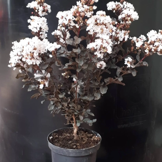 Lilas des indes 'Coconut sorbet'