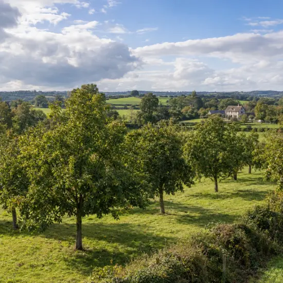 Noyer hybride 'Ng23 lataule' (Juglans nigra) — alignement d'arbres en verger sur prairie