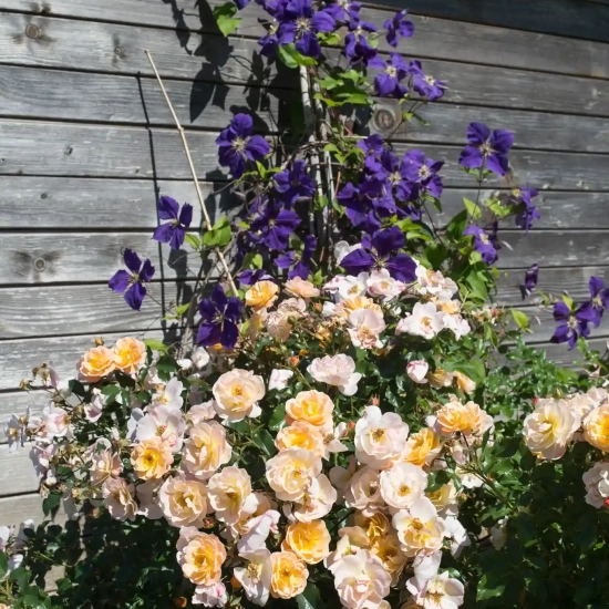 Rosier 'Calizia orange saumone '
