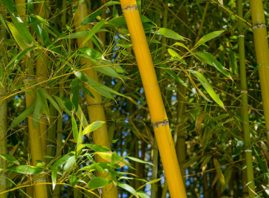 Bambou jaune