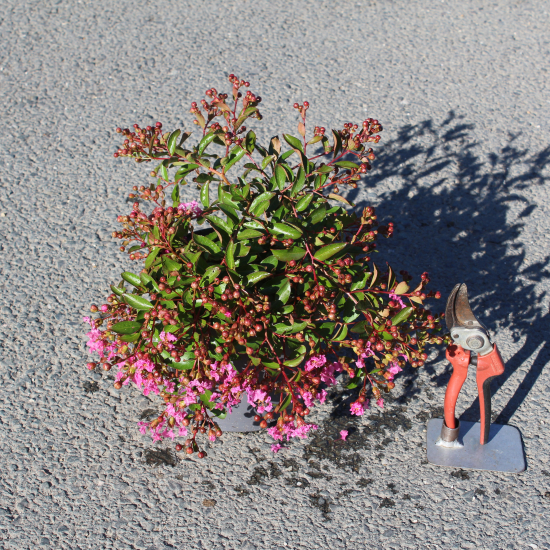 Lilas des indes 'Mimie rose'