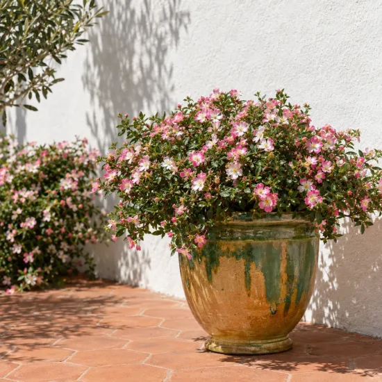 Rosier paysager rose et blanc hortis (Decorosier hortis) — massif de petites fleurs rose et blanc en pot · Photo d'illustration