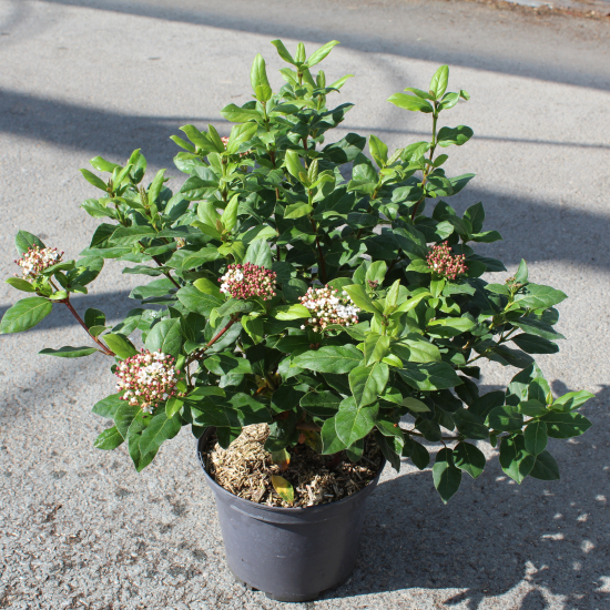 Viorne tin 'Gwenllian'