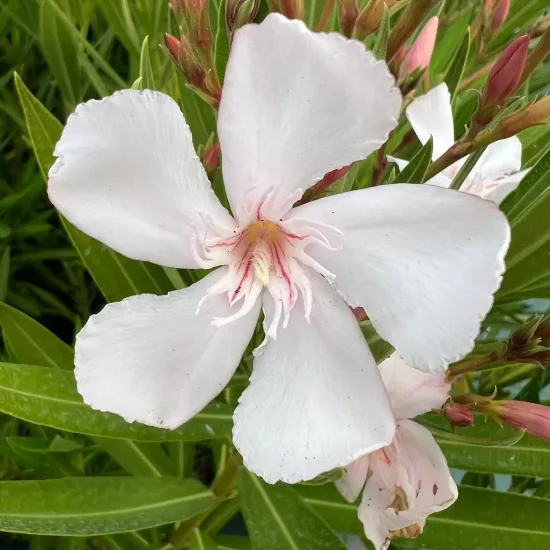 Laurier rose 'Alsace' (Nerium oleander) — gros plan de grande fleur pâle et boutons