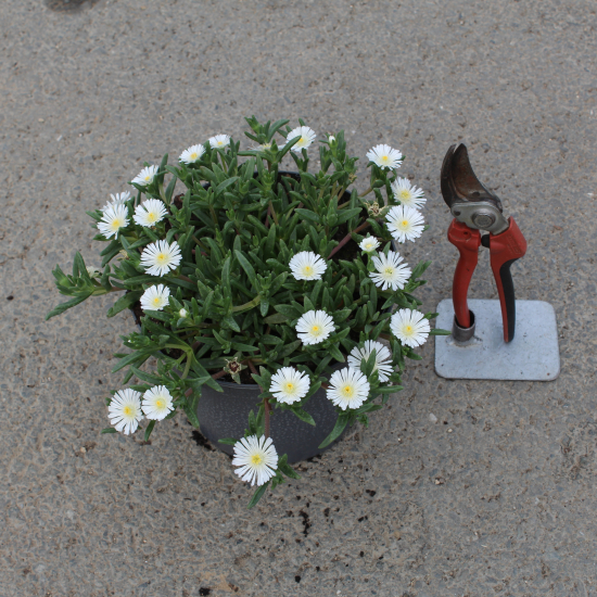 Pourpier vivace 'White wonder'