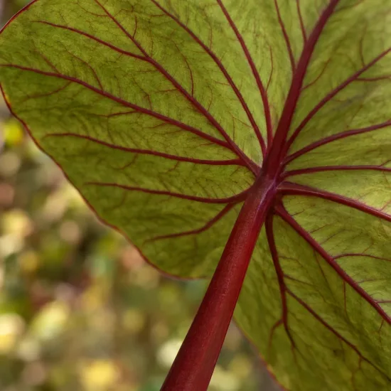 Oreille d'éléphant géante couleur verte 'Hawaiian punch' (Colocasia esculenta) — grand feuillage vert nervuré de rouge, gros plan · Photo d'illustration, photo 4