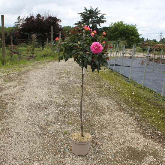 Rosier 'Pink paradise '