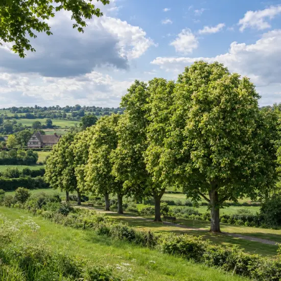 Tilleul d'amérique (Tilia americana) — alignement d'arbres feuillus dans un paysage champêtre