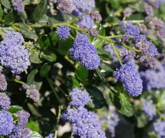Céanothe gris 'Yankee Point'