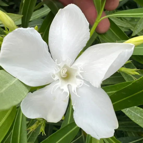 Laurier rose 'Thomas' (Nerium oleander) — fleur blanche ouverte parmi longues feuilles vertes