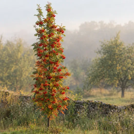 Sorbier des oiseleurs 'Autumn spire' (Sorbus aucuparia) — arbre élancé couvert de grappes de baies oranges · Photo d'illustration