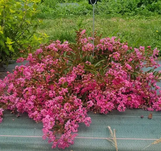 Lilas des indes 'Mimie rose'