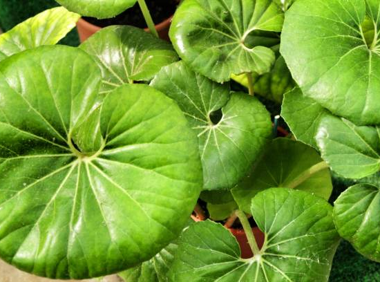 Farfugium 'Arctic jungle''