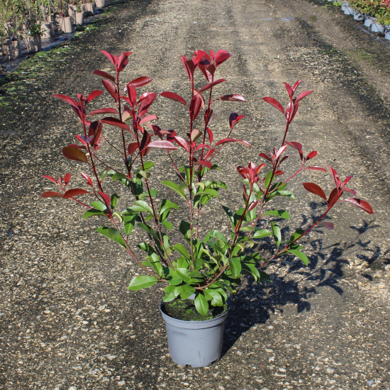Photinia 'Red robin'