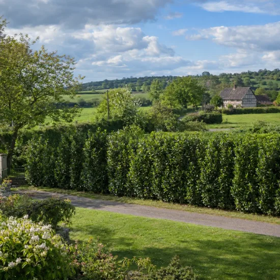 Laurier palme 'Genoliar mariblon' (Prunus laurocerasus) — haie dense le long d’une allée, paysage champêtre · Photo d'illustration