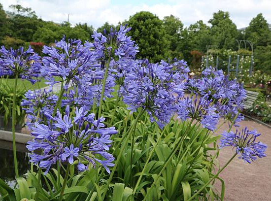 Agapanthe 'Bleu'