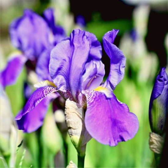 Iris d'Allemagne 'Ambroise violet'