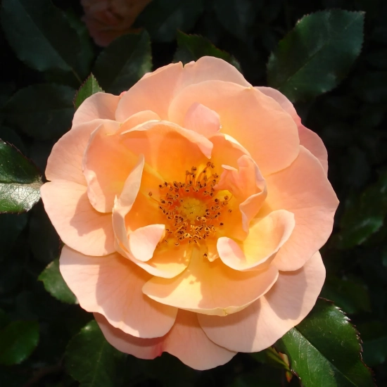 Rosier 'Calizia orange saumone '