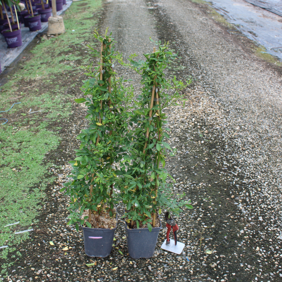 Rosier de banks 'Rosea'