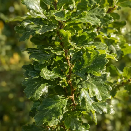 Chêne pédonculé 'Fast koster' (Quercus) — feuillage dense aux feuilles lobées brillantes · Photo d'illustration
