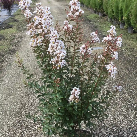Lilas des indes 'Papillons blancs'