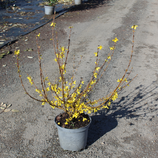 Forsythia 'Lynwood'