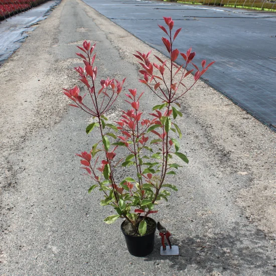 Photinia 'Louise mclarlou' (Photinia fraseri) — jeune arbuste coloré en pot sur allée · Pot 3L