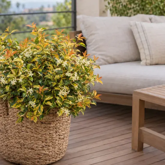 Jasmin étoilé 'Summer sunset' (Trachelospermum asiaticum) — arbuste fleuri en pot tressé sur terrasse