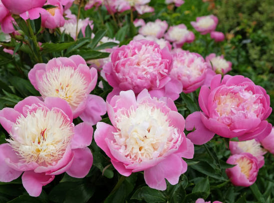 Pivoine 'Bowl of beauty rose'