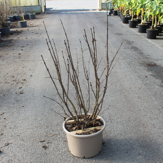 Lilas commun 'Sensation violet'