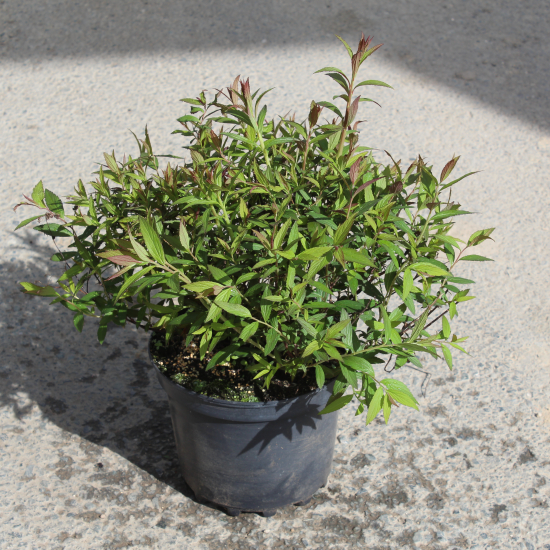 Spirée à floraison rouge 'Anthony waterer'