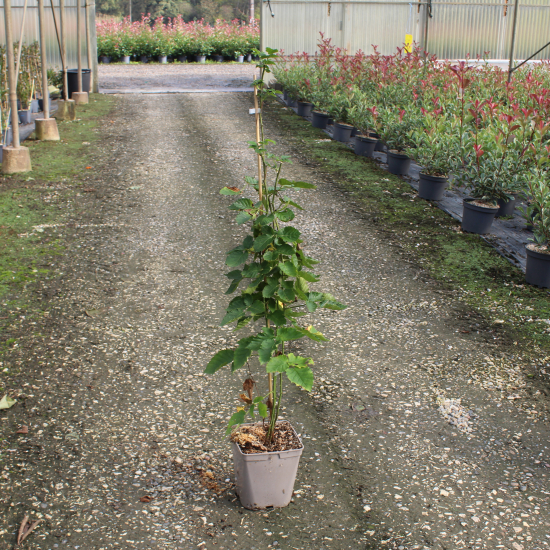 Mûre 'Medana tayberry'