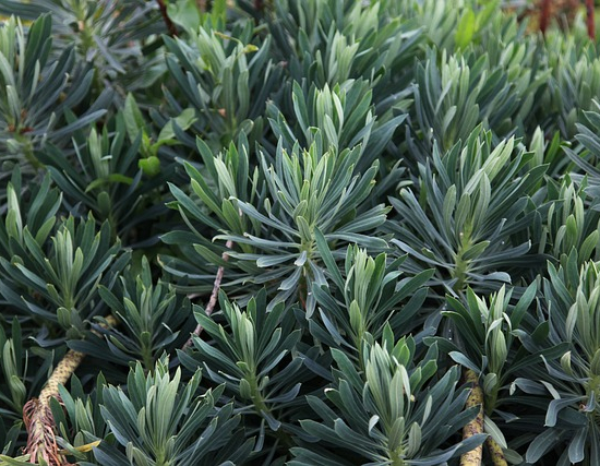 Euphorbia characias 'wulfenii'