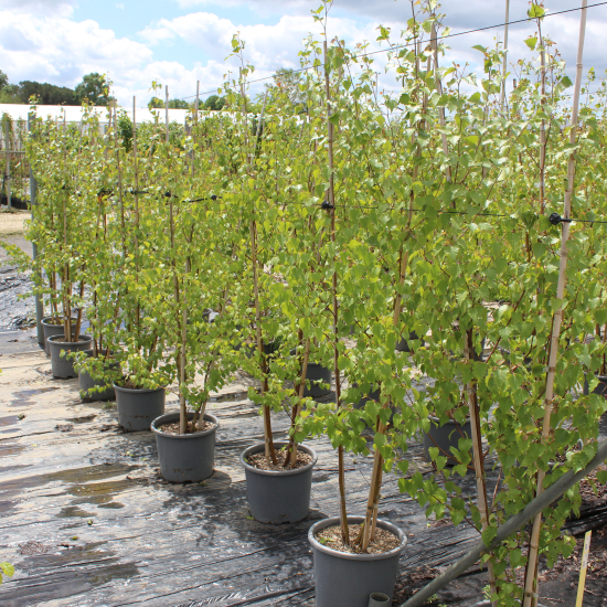 Bouleau verruqueux 'Cepee'