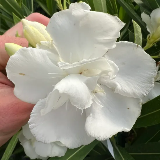 Laurier rose 'Porto' (Nerium oleander) — gros plan de fleur blanche tenue en main