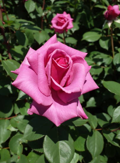 Rosier 'Parfum royal  '