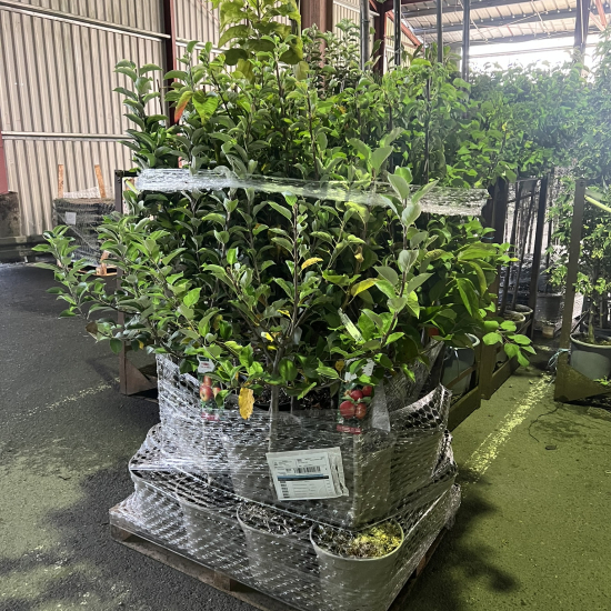 Abélia 'Edward goucher'