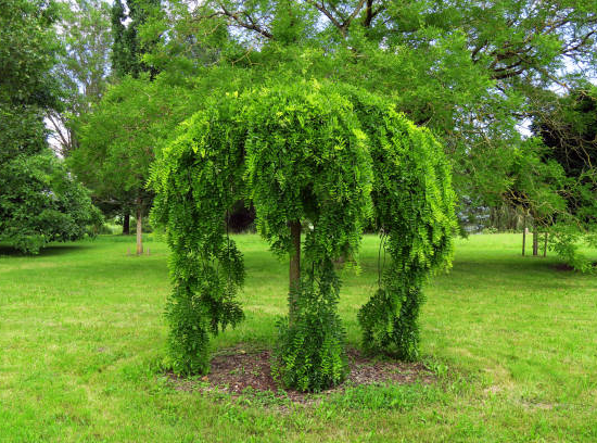 Sophora du japon pleureur 'Pendula'