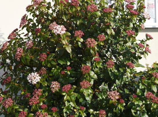 Viorne tin 'Lisarose'